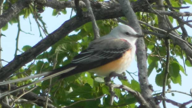 facts-about-the-scissor-tailed-flycatcher