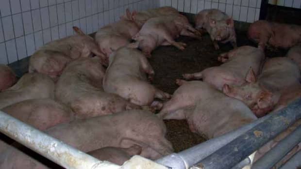 the-problem-with-cafos-unsustainable-confined-animal-feeding-operations
