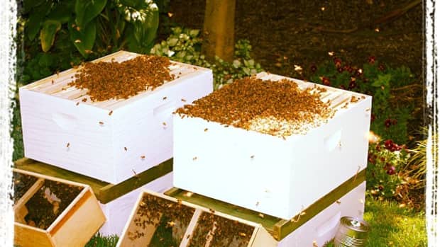 how-to-install-a-package-of-bees-in-a-new-hive