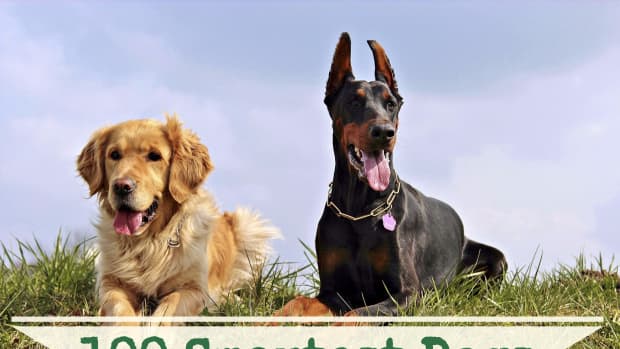 11 Dog Breeds Banned or Restricted In UAE (United Arab Emirates) - HubPages