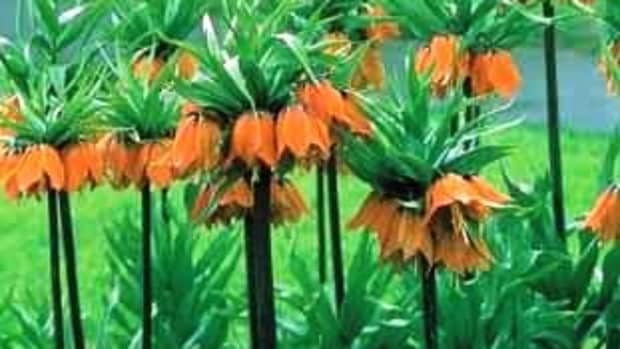 how-to-grow-crown-imperials-fritillaria-imperialis