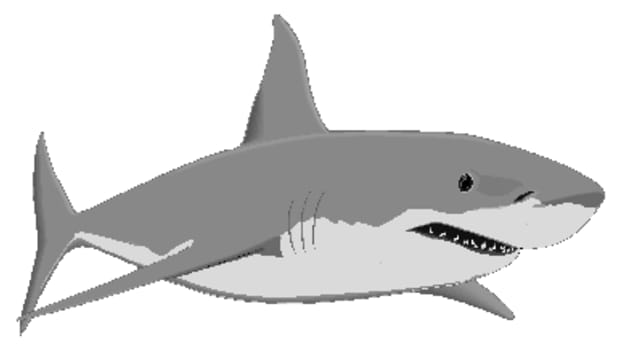 shark-attacks-in-british-waters