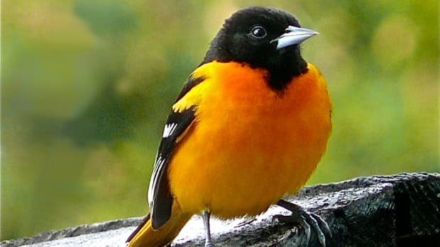 7-natural-ways-to-entice-orioles-to-your-yard