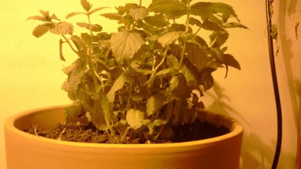 how-to-grow-mint-indoors