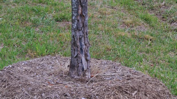 stop-the-mulch-madness-common-mulching-mistakes