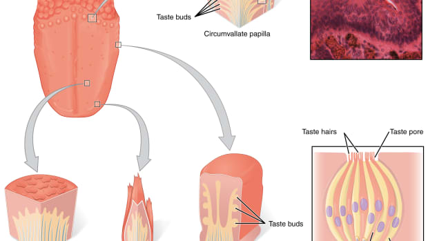 oral-health-tongue-problems