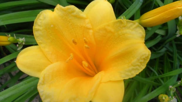 how-to-keep-stella-de-oro-daylilies-blooming-all-season-long