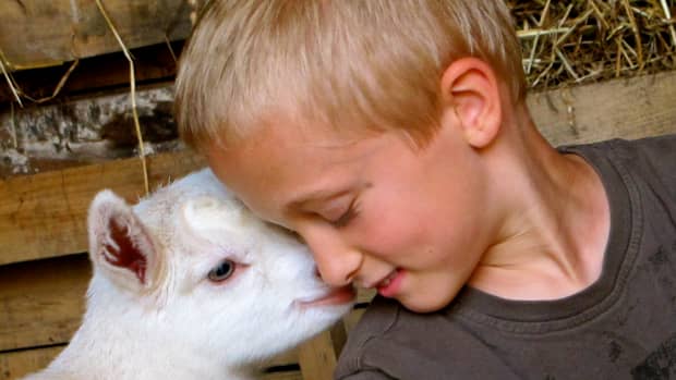 raising-goats-breeding-and-kidding