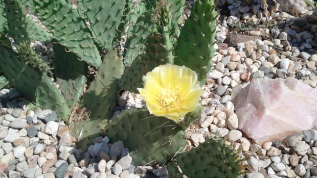 growing-prickly-pear-cactus