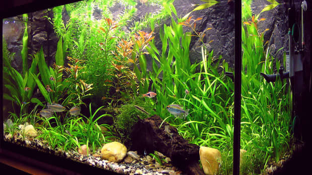 how-to-cycle-your-new-fish-tank
