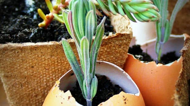how-to-grow-herbs-easily