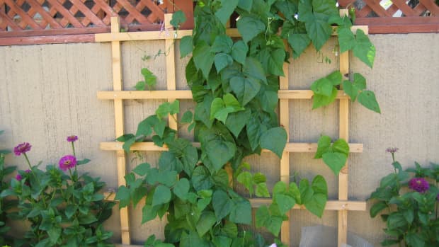 vertical-gardening-ideas-garden-trellis-for-vegetable-gardens