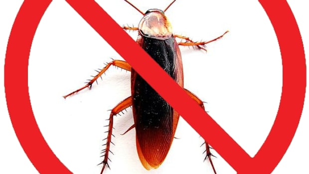 get-rid-of-roaches-using-home-methods