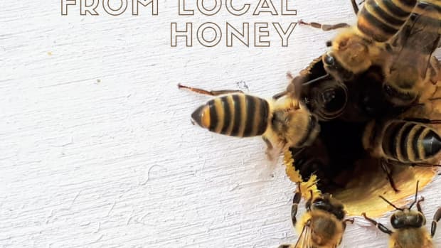 local-raw-honey-for-allergies