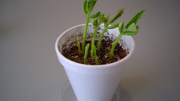 how-do-seeds-germinate-monocots-vs-dicots