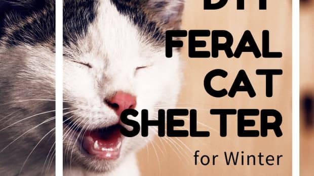 inexpensive-tips-for-helping-a-feral-cat-survive-the-winter-months
