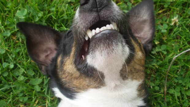 benefits-of-cleaning-dogs-teeth