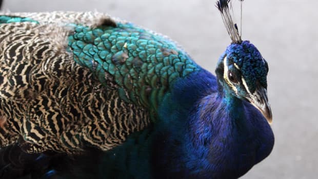 why-feeding-junk-food-to-the-peacocks-at-the-zoo-is-a-bad-idea