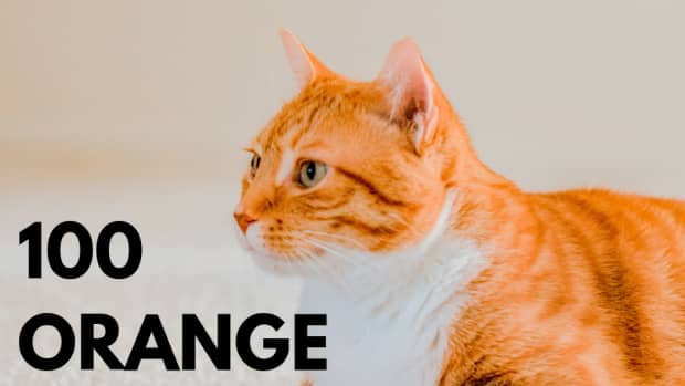 cute names for orange tabby cats