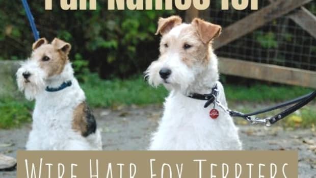great-names-for-a-wire-fox-terrier