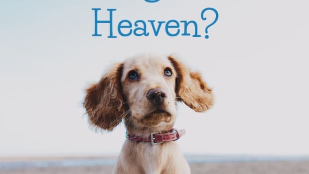 do-dogs-go-to-heaven-will-we-see-dogs-in-heaven