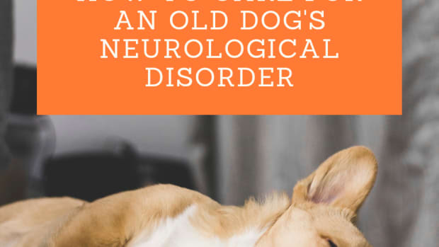 the-challenges-of-looking-after-a-senior-dog-with-a-neurological-disorder