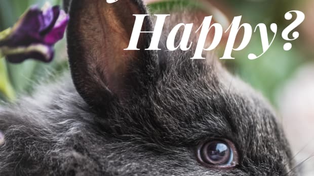 is-my-rabbit-happy-the-tell-tale-signs