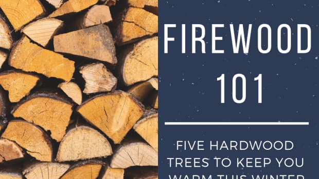 five-types-of-hardwood-for-firewood