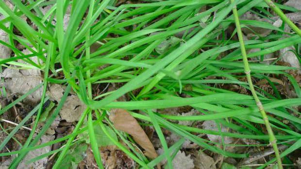 edible-wild-you-can-eat-wild-onion-grass
