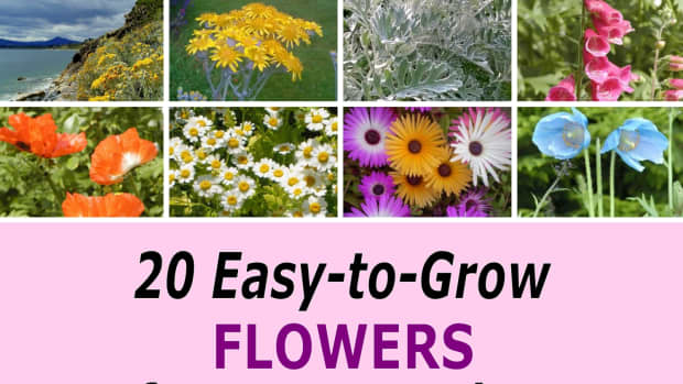 best-garden-flowers-for-brightening-up-your-garden