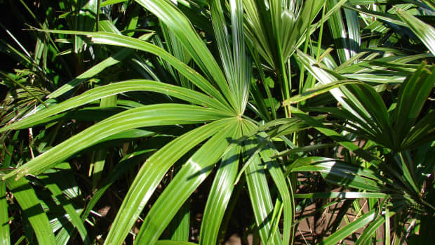 caring-for-rhapis-palm-lady-fingers-palm
