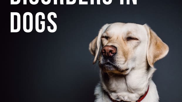 warning-signs-of-neurological-disorders-in-canines