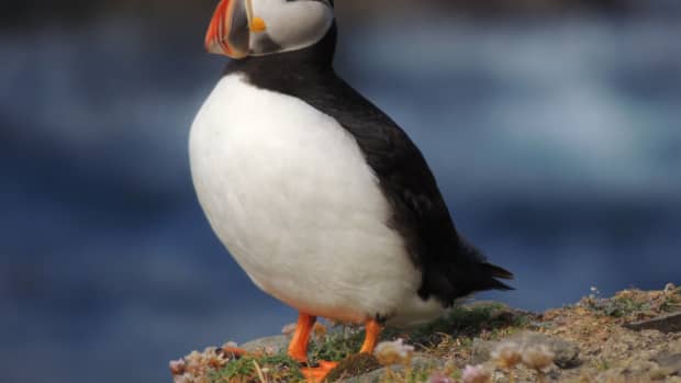 where-to-see-puffins