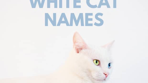 what-are-good-white-cat-names
