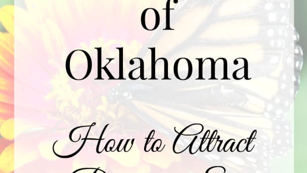 butterflies-of-oklahoma-15-beautiful-specimens-and-how-to-attract-them