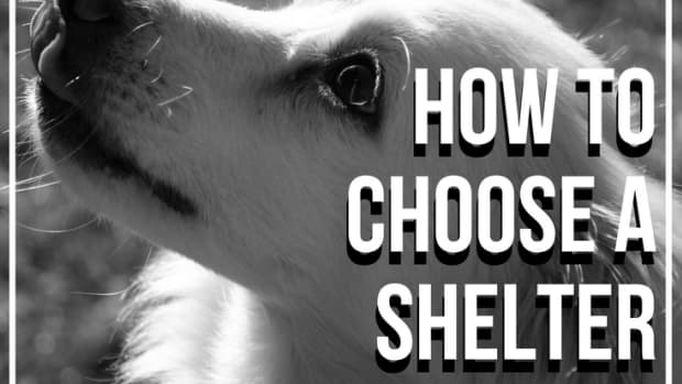 how-to-choose-a-shelter-dog