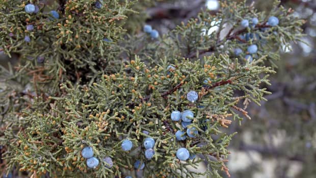 how-to-use-juniper-berries-in-cooking-and-more