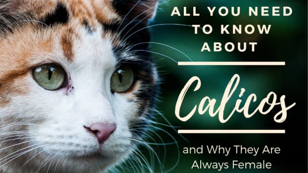 why-are-calico-cats-always-female