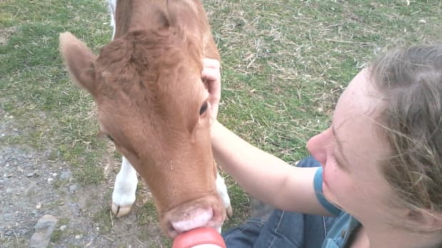 ethical-concerns-raising-livestock-animals-food