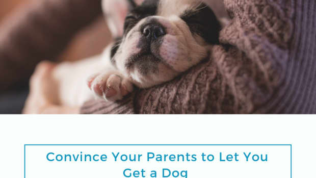 how-to-convince-your-parents-to-let-you-get-a-dog
