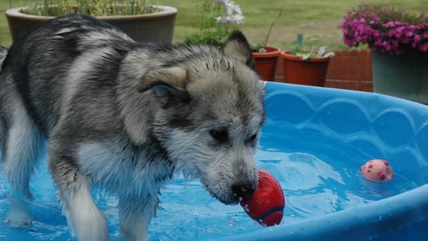dog-shade-and-dog-cooling-products-dog-misting-fans-dog-pool