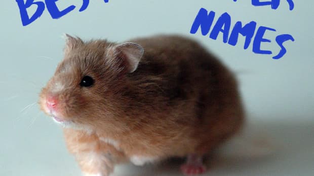 best-hamster-names