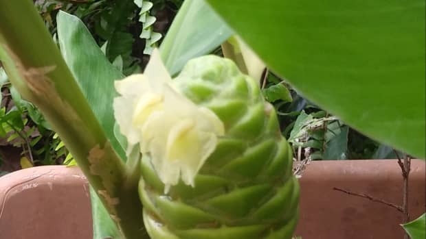 pine-cone-ginger-more-than-just-a-pretty-face-in-your-yard