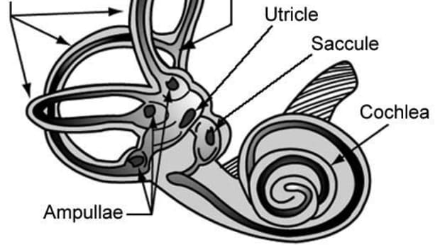 what-are-the-semicircular-ear-canals