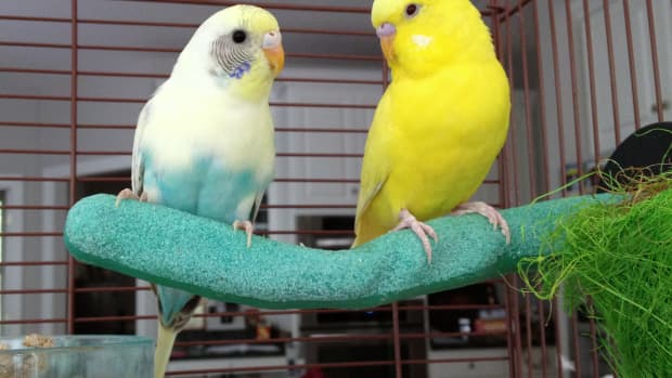 bringing-a-new-bird-home-preparing-for-a-pet-bird-adopting-a-bird