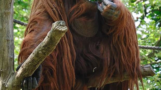 10-interesting-facts-about-orangutans