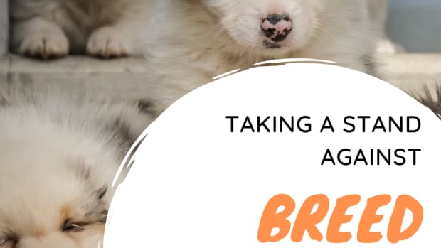 when-pet-owners-and-breeders-should-make-a-stand-ageinst-breed-standards