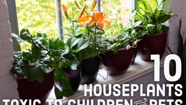 dangerous-beauties-twenty-toxic-houseplants-to-avoid-around-children-and-pets
