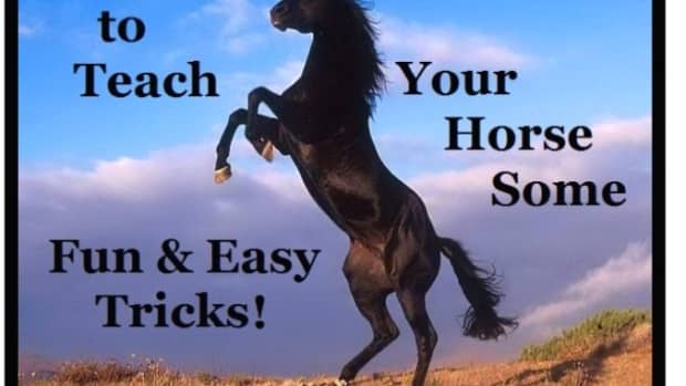 easy-tricks-to-teach-your-horse