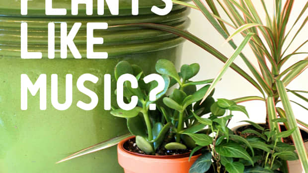 the-effect-of-music-on-plant-growth